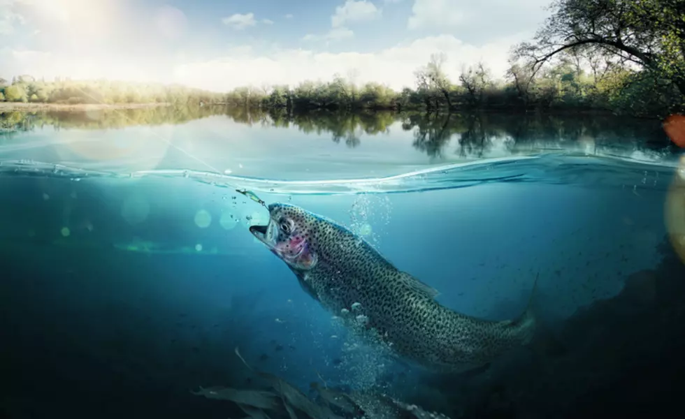 Montana FWP Offering Reward for Tips on Illegal Fish in Kalispell Pond